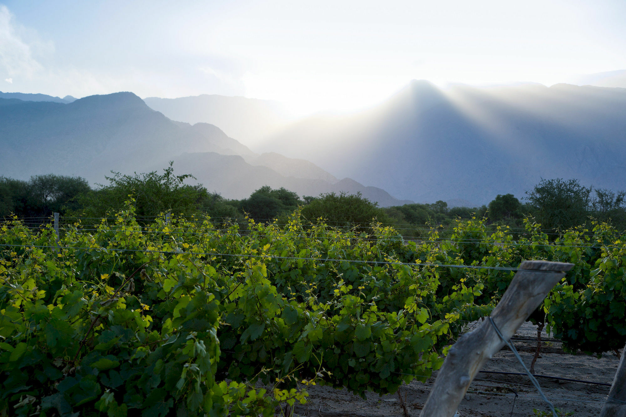 Grace Cafayate Hotel Eksteriør billede Vineyards in the San Juan Province