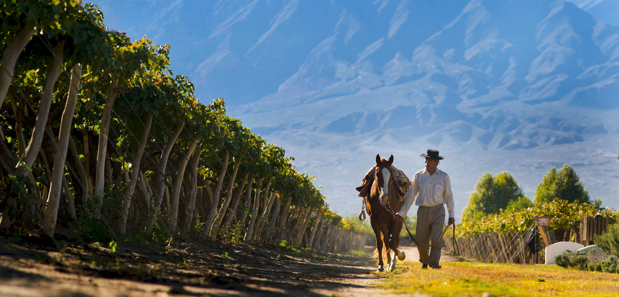 Grace Cafayate Hotel Eksteriør billede Vineyards in Salta